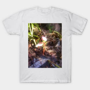 Lenten rose, buds T-Shirt